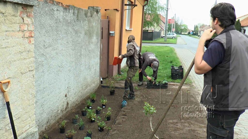 Výsadba předzahrádek v Tvrdonicích je v plném proudu, foto 03