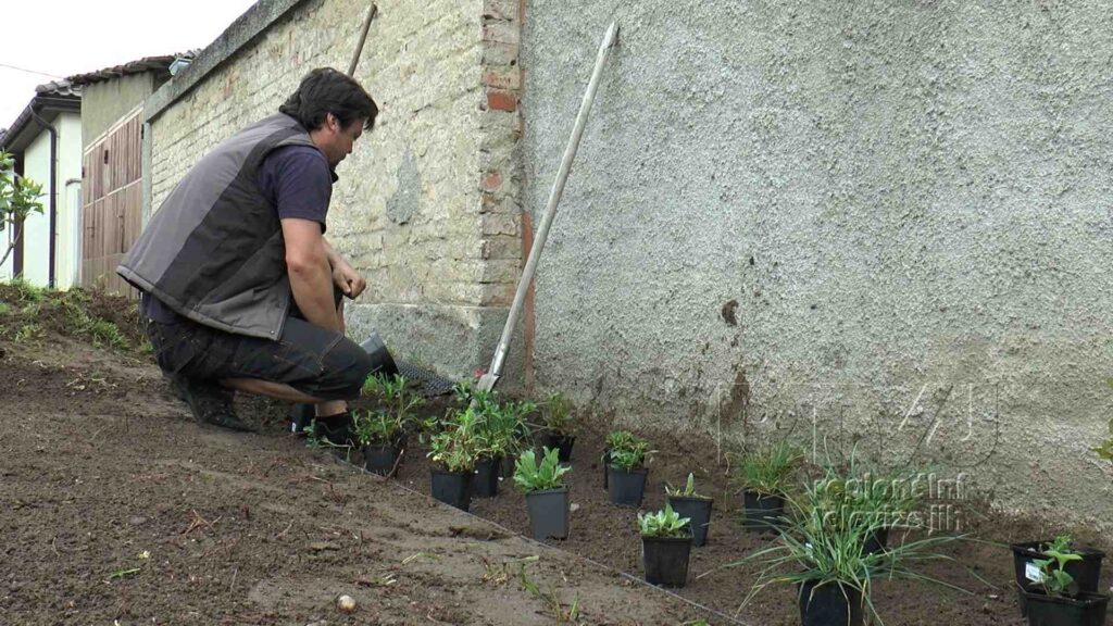Výsadba předzahrádek v Tvrdonicích je v plném proudu, foto 05