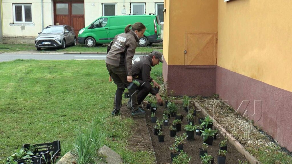 Výsadba předzahrádek v Tvrdonicích je v plném proudu, foto 06