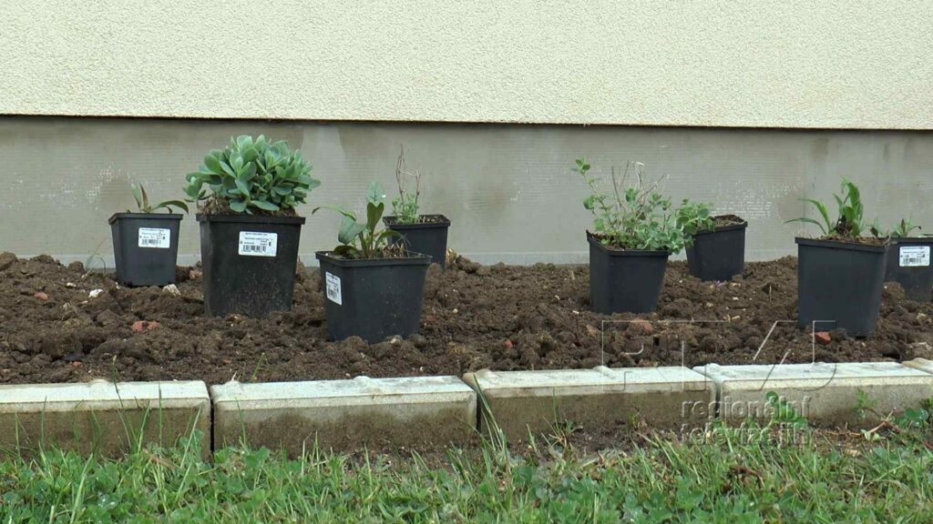Výsadba předzahrádek v Tvrdonicích je v plném proudu, foto 09