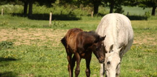 Na rozvoj venkova půjde 2,4 miliardy. Podpora míří k potravinářům, mladým farmářům a lesníkům